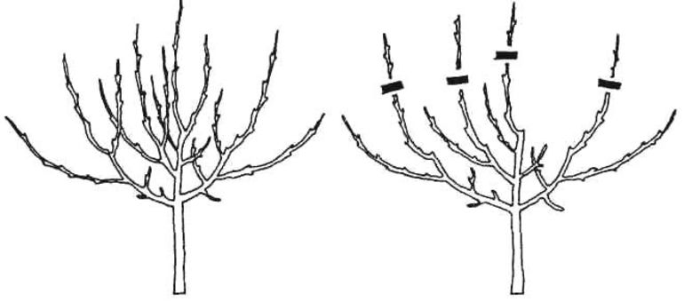 Schema di potatura autunnale per i peri