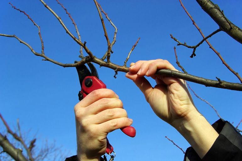 Come potare un pero in autunno