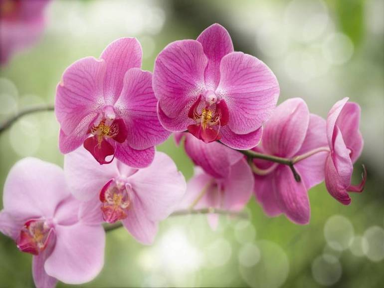 Affascinante orchidea tropicale