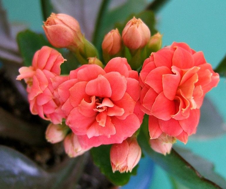 Un'insolita Kalanchoe blossfeldiana
