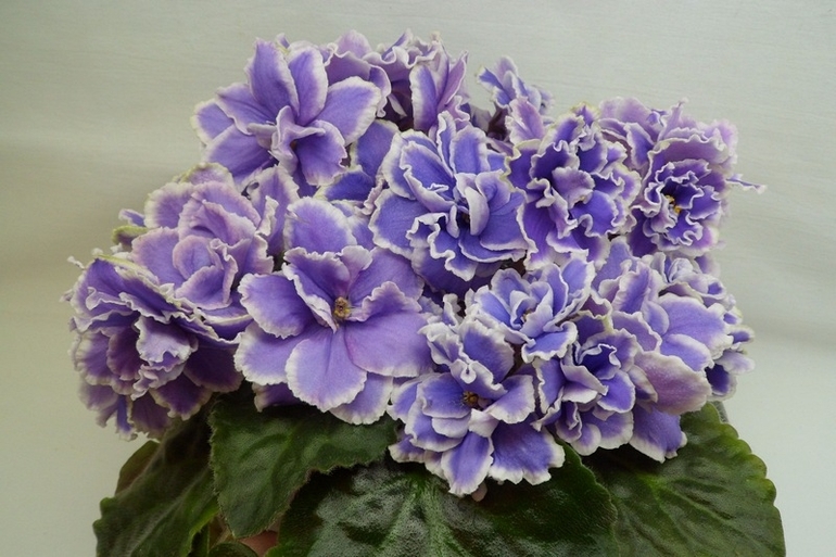 Saintpaulia delicata