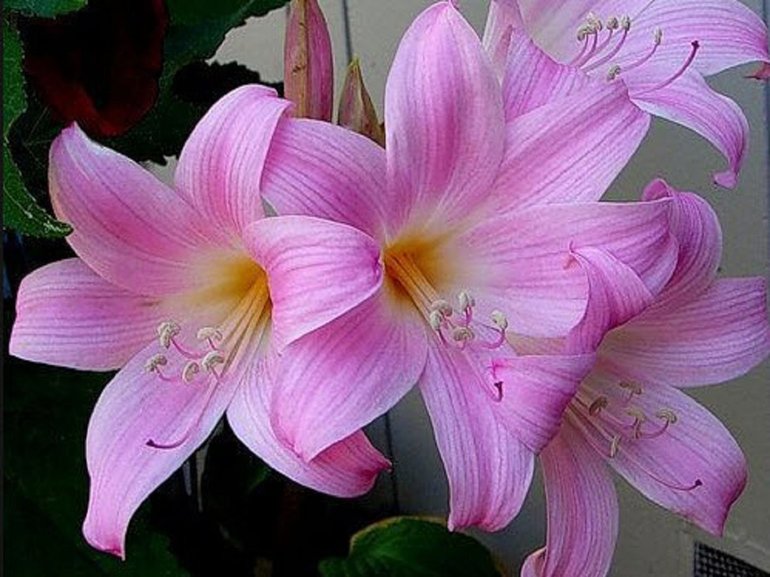Affascinante Hippeastrum