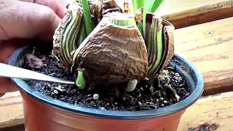 Istruzioni per la cura dell'Hippeastrum