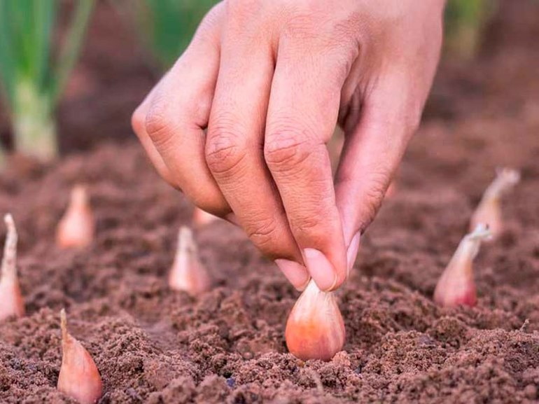 Planter de l'ail en automne dans le Donbass