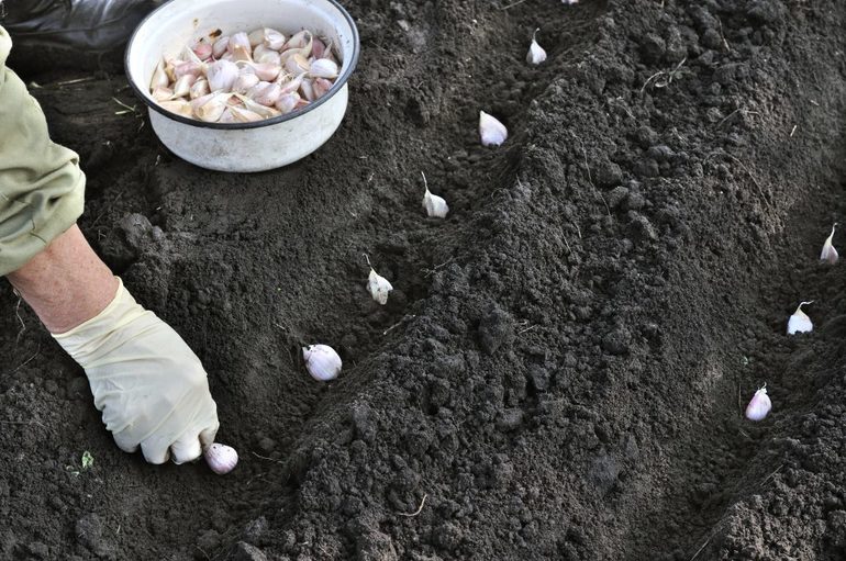 Comment préparer le sol avant de planter de l'ail