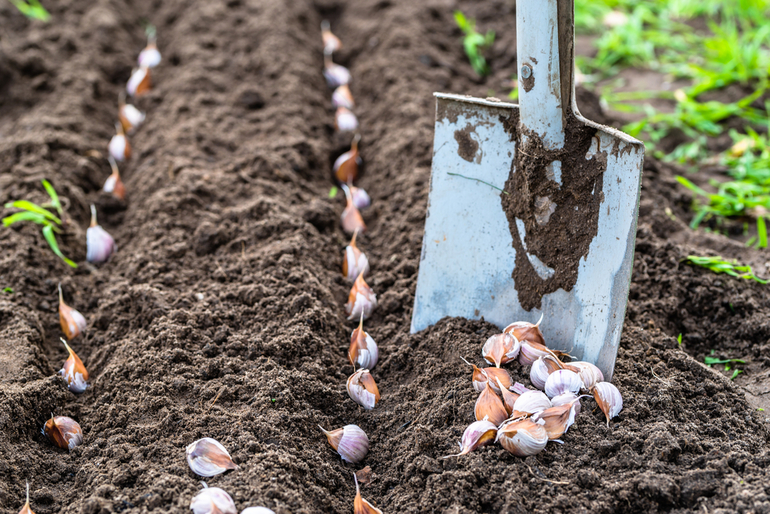 Règles pour la plantation de l'ail