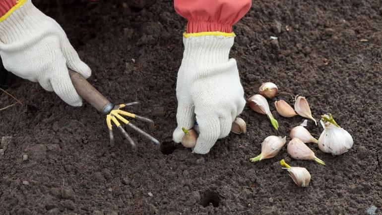 Comment planter de l'ail