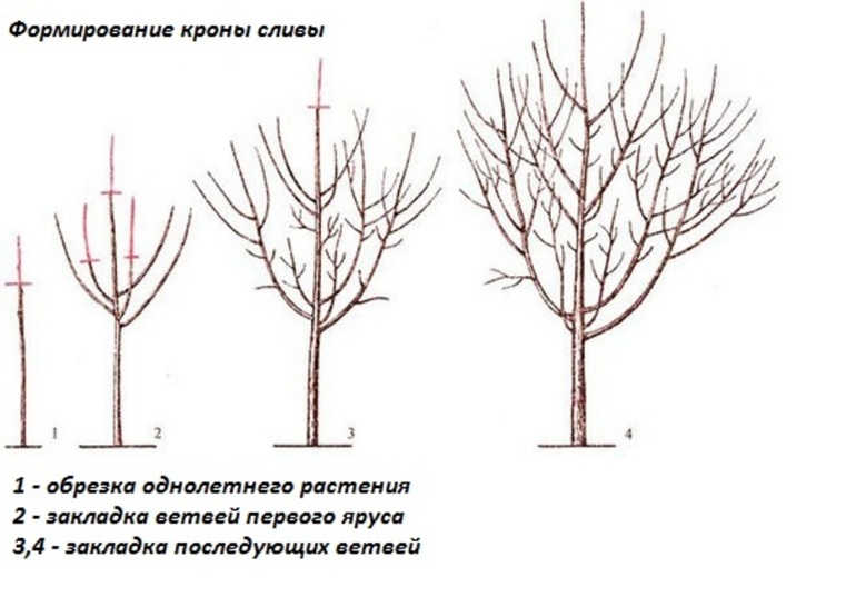 taille de la couronne du prunier au printemps