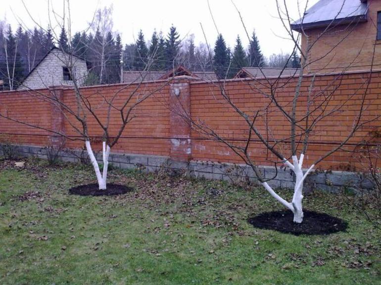 Règles de base pour la taille des pruniers