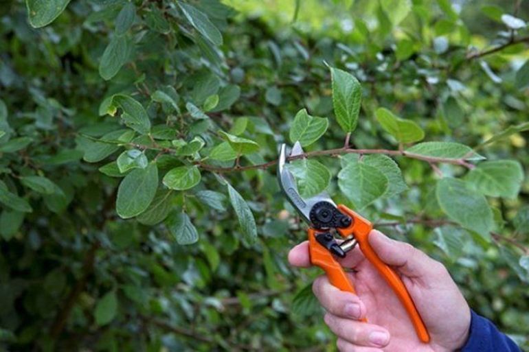Conseils pour les débutants sur la taille des pruniers