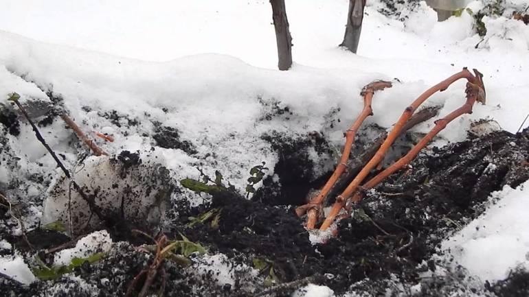 Methoden zur effektiven Abdeckung von Weintrauben für den Winter in Sibirien