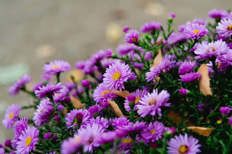 Septemberblumen: Pflanzung und Pflege