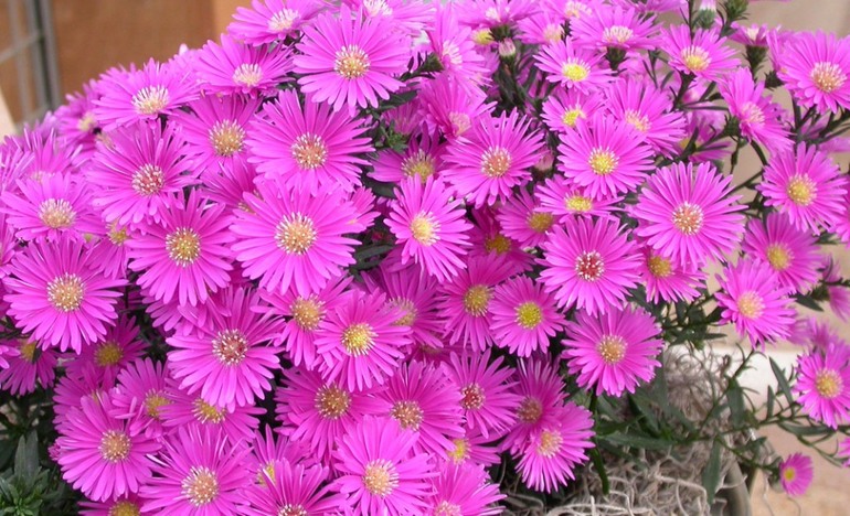 Beschreibung der Septemberblumen