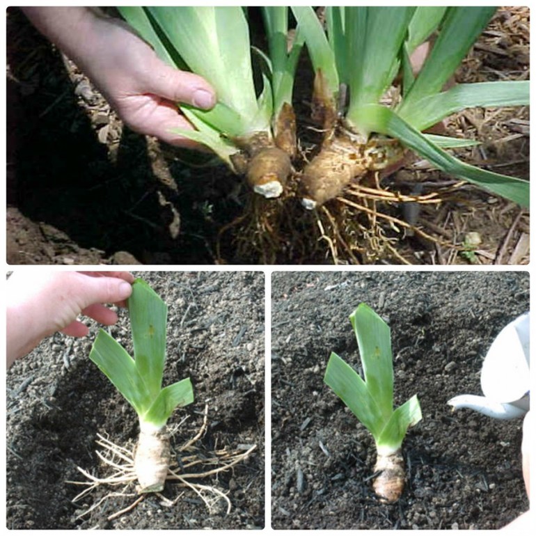 Quand transplanter les iris, au printemps ou en automne ?