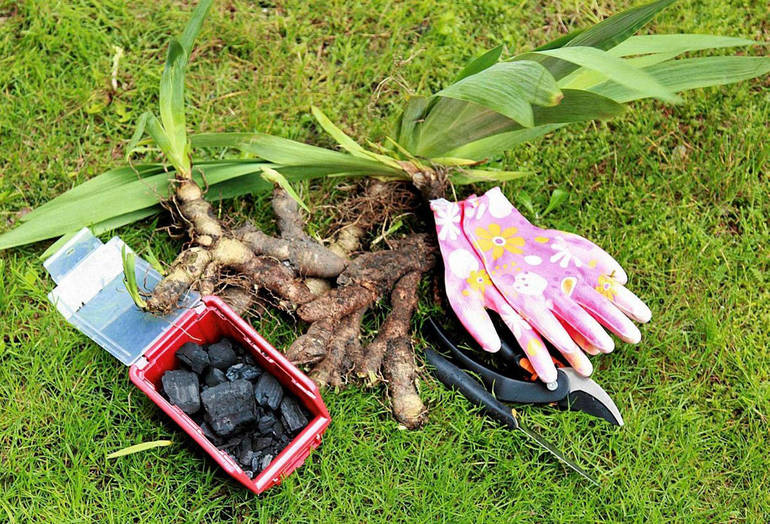 Quand replanter les iris en automne