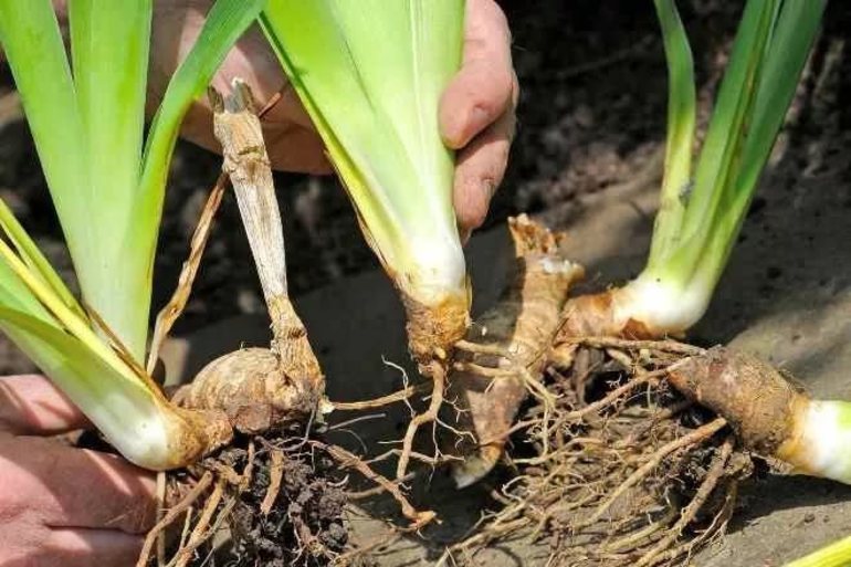 Est-il possible de transplanter des iris en automne ?
