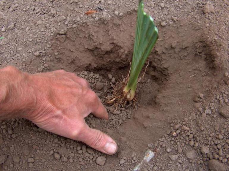 Quand planter les iris, au printemps ou en automne