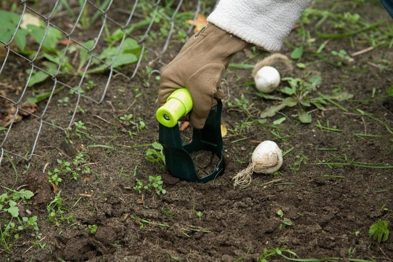 Anpflanzung, Vermehrung und Pflege von Septemberblumen
