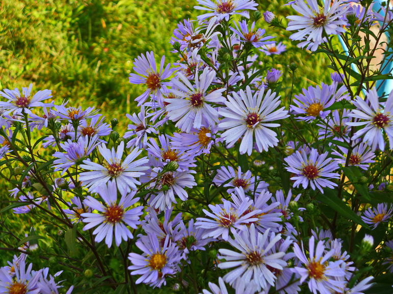 Wie Septemberlilien blühen