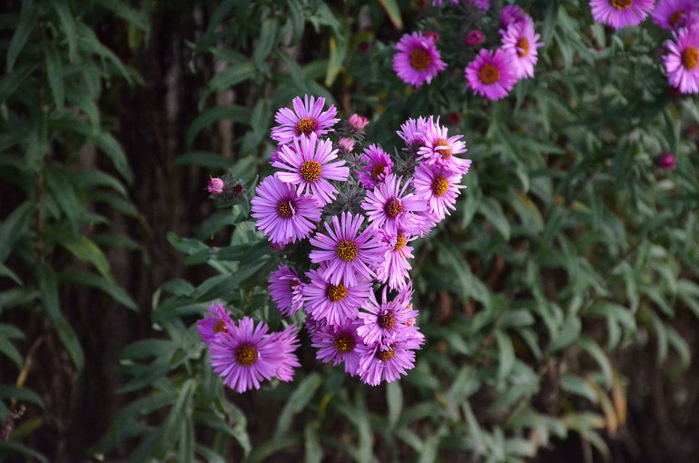 Verwendung von Septemberblumen