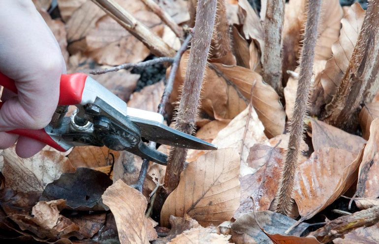 Taille d'automne des framboisiers