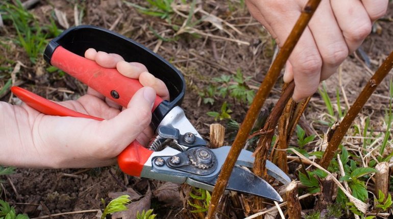 La taille des framboisiers en automne pour les débutants