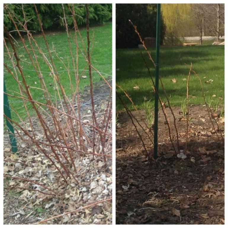 Comment tailler correctement les framboisiers en automne