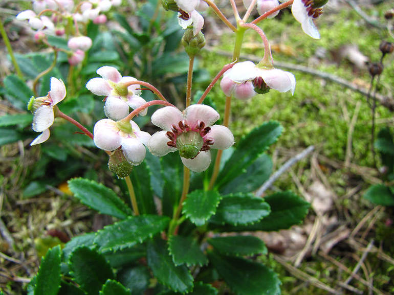 Περιγραφή του βοτάνου Wintergreen