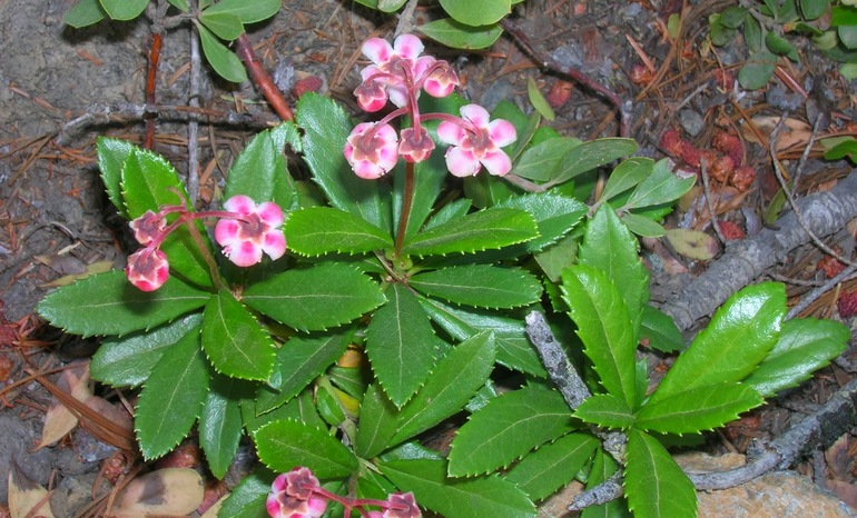 Πώς να χρησιμοποιήσετε το βότανο Wintergreen