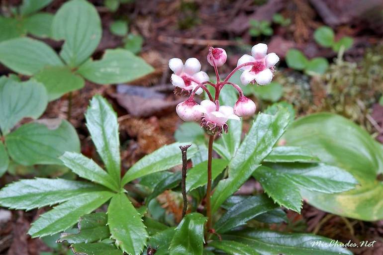 Πώς να χρησιμοποιήσετε το βότανο Wintergreen