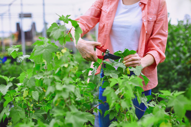 Allgemeines Schema zum Beschneiden von Johannisbeeren