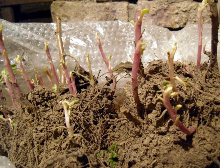 Soins des chrysanthèmes en automne et préparation à l'hiver
