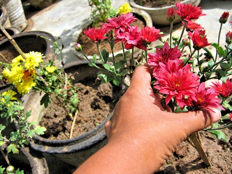 Comment conserver les chrysanthèmes à la maison