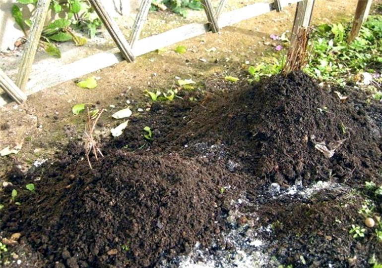 Protection des chrysanthèmes pour l'hiver