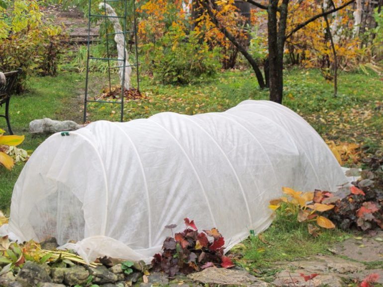 Comment protéger les chrysanthèmes pour l'hiver