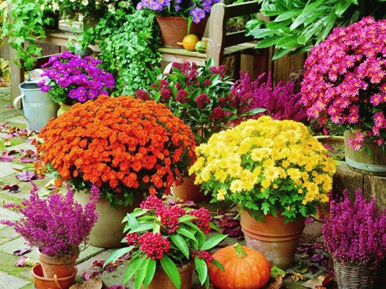 Soins à apporter aux chrysanthèmes