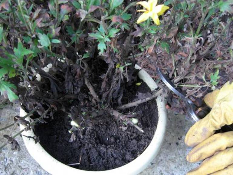 Comment prendre soin des chrysanthèmes d'intérieur