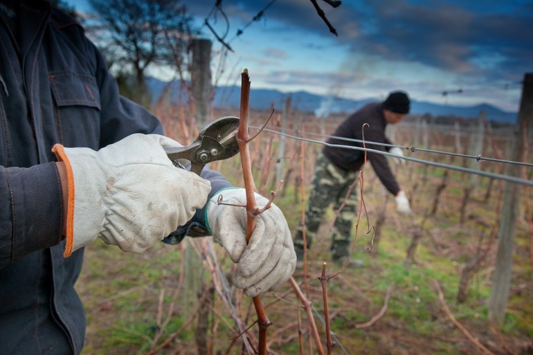 Methoden der Traubenverarbeitung im Herbst
