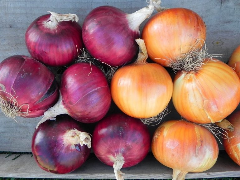 Beliebte Zwiebelsorten