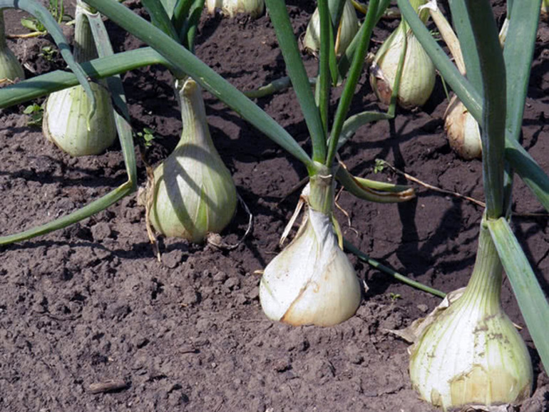 Zwiebeln in verschiedenen Regionen anpflanzen
