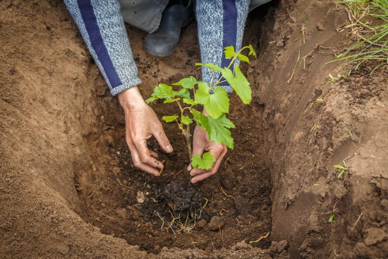 Planter des vignes en automne