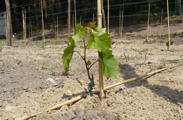 Culture de la vigne