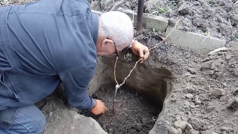 Caractéristiques de base de la plantation de vignes