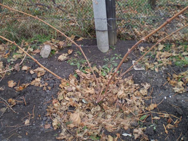 méthode de paillage