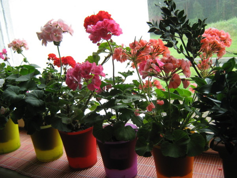 Kalanchoe di diversi colori