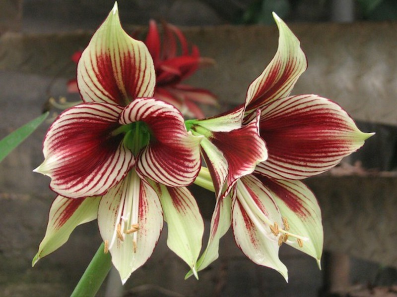 Hippeastrum bicolore