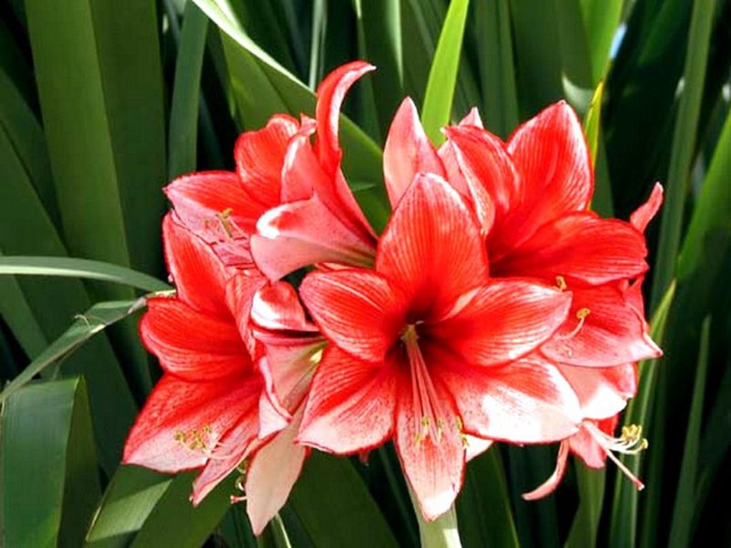 Hippeastrum roseus