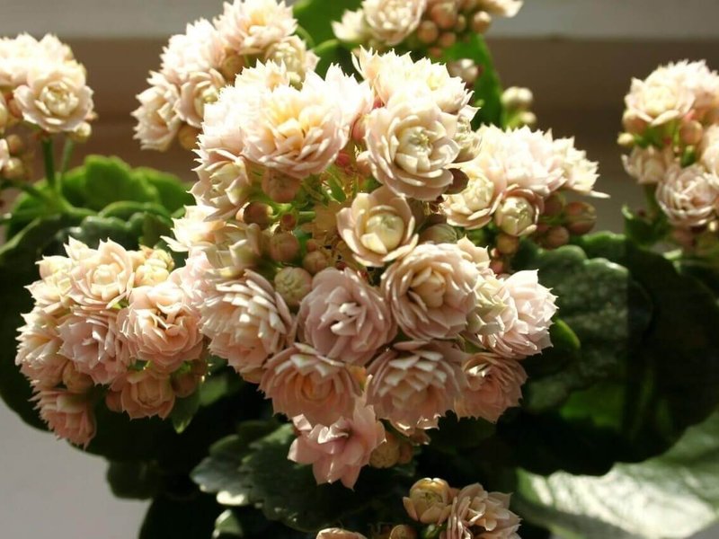 Kalanchoe delicato