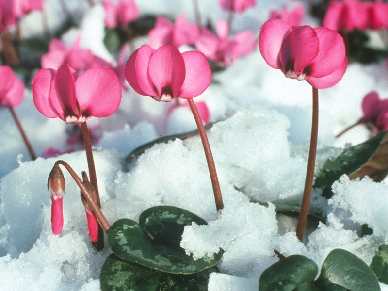 Ciclamino rosa