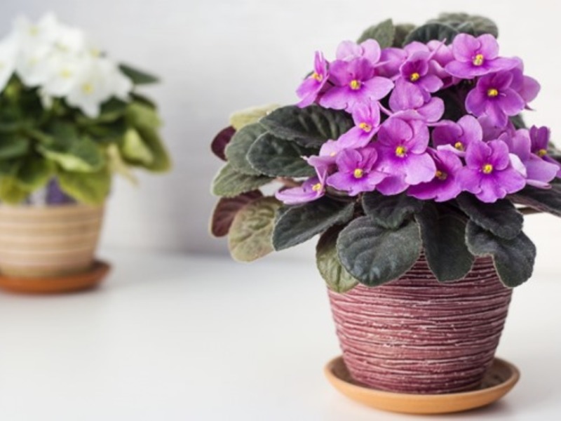Fiori invernali da interno